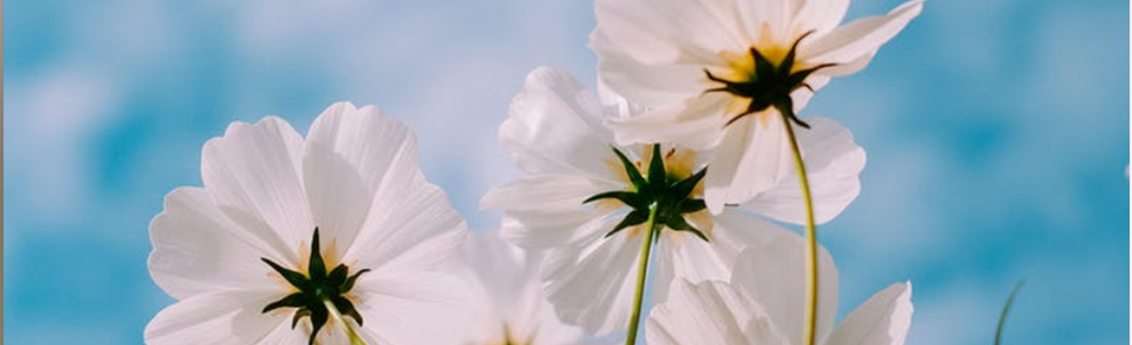 You're viewing Self Care and Self Compassion for Homelessness Practitioners - Exeter Self Care and Self Compassion for Homelessness Practitioners - Exeter
