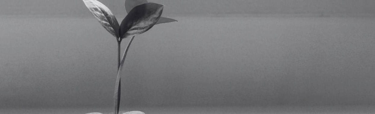 You're viewing Testing the Power of Direct Cash Transfers to End Homelessness Testing the Power of Direct Cash Transfers to End Homelessness